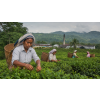 India Assam FTGFOPI Joonktollee – zelený čaj (Varianta zelený čaj 1000g)