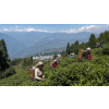India Darjeeling KGFOPI North Tukvar – zelený čaj (Varianta zelený čaj 1000g)