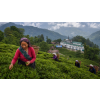 India Darjeeling Puttabong Green – zelený čaj z Darjeelingu (Varianta zelený čaj 1000g)
