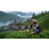 Puerh Tea Brusinka – ochucený Pu Erh z Yunnanu (Varianta černý čaj 500g)