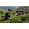 China Young Hyson – zelený čaj (Varianta zelený čaj 90g)