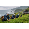 Japan Bancha – japonský zelený čaj (Varianta zelený čaj 70g)