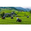 Japan Sencha Kakegawa – zelený čaj (Varianta zelený čaj 1000g)