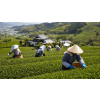 Japan Makinohara – směs japonských zelených čajů Sencha (Varianta zelený čaj 500g)