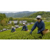 Japan Kokeicha Emi – japonský zelený čaj z Uji (Kyoto) (Varianta zelený čaj 50g)