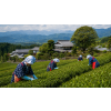 Japan Gabalong Shizuoka Yabukita – zelený čaj (Varianta zelený čaj 1000g)
