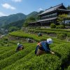 Japan Kukicha – japonský zelený čaj ze stonků (Varianta zelený čaj 1000g)