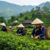 Vietnam OP Green – vietnamský zelený čaj (Varianta zelený čaj 1000g)