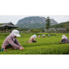 Korea OP Jeju – korejský zelený čaj BIO (Varianta zelený čaj 500g)
