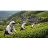 Korea Jeoncha Sencha – zelený čaj (Varianta zelený čaj 1000g)