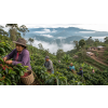 Káva Peru – čerstvě pražená 100% arabica (Varianta zrnková 200g)