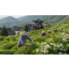 China Jasmin Chung Hao – jasmínový čaj (Varianta zelený čaj 1000g)