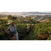 Káva Brazílie Facenda – čerstvě pražená 100% arabica (Varianta zrnková 500g)