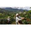 Káva Kostarika – čerstvě pražená 100% arabica (Varianta mletá 200g)
