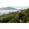 Káva Panama – čerstvě pražená 100% arabica (Varianta mletá 200g)