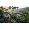 Káva Mexiko – čerstvě pražená 100% arabica (Varianta mletá 200g)