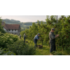 Černá lesní třešeň ® – ovocný sypaný čaj (Varianta ovocný čaj 90g)